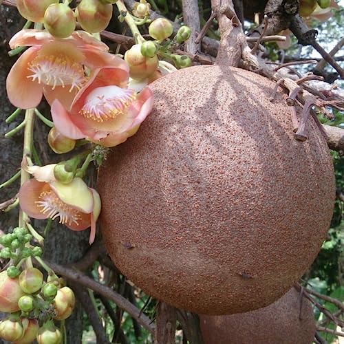 CHUXAY GARDEN Cannonball Gourd Seed 8 Seeds Ornamental Edible Garden Plant Used for Decorative Great for Garden