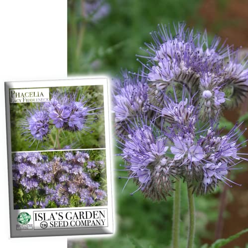 Phacelia 'Lacy Fiddleneck' Flower Seeds for Planting, aka Purple Tansy, 300+ Seeds Per Packet, (Isla's Garden Seeds) Non GMO & Heirloom, Scientific Name: Phacelia Tanacetifolia, Great Home Garden Gift