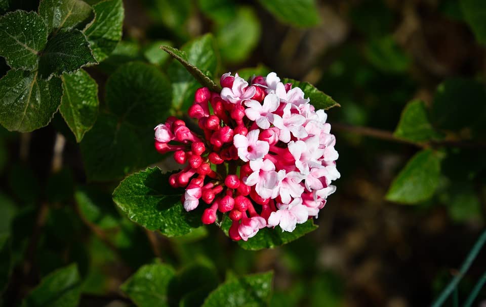 Greenwood Nursery: Live Shrub Plants - Korean-Spice + Viburnum Carlesii - [Qty: 1x Pint Pot] - (Click for Other Available Plants/Quantities)