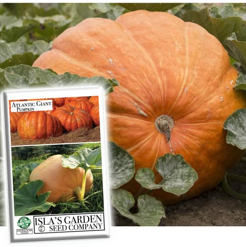 Atlantic Giant Pumpkin Seeds for Planting, 15+ Heirloom Seeds Per Packet, (Isla's Garden Seeds), Non GMO Seeds, Botanical Name: Cucurbita Maxima, Great Home Garden Gift