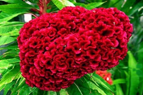 100 Seeds, Giant Red Heads Cockscomb Seeds G78, Celosia Cristata Garden Flowers