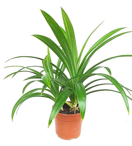 Pandan Leaves Live Plant, Pandanus Amaryllifolius,Perfect for Indoor and Outdoor Growth, 20-25 inchs. No Ship to CA.