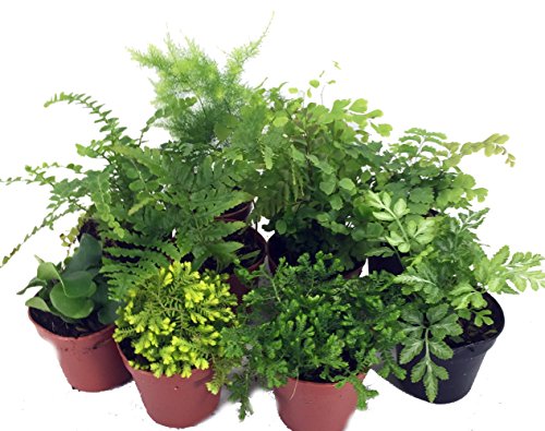 Mini Ferns for Terrariums/Fairy Garden - 10 Plants - 2' Pots