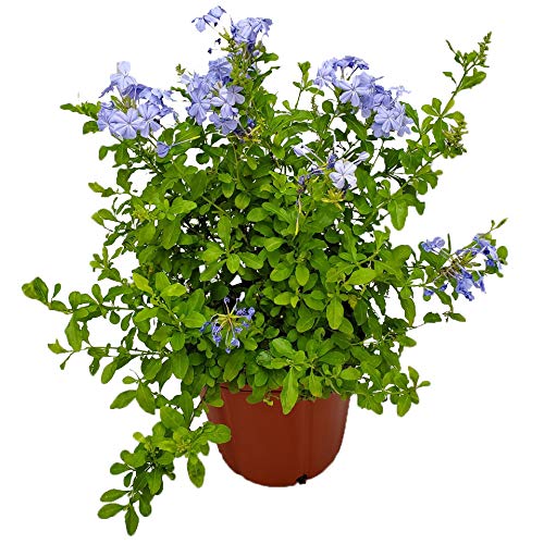 Plumbago Plant Imperial Blue - Live Flowering Plant - Overall Height 20' to 24' - Tropical Plants of Florida (Plant Only)