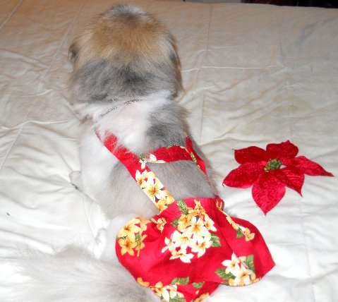 Joybies Red Aloha Piddle Skirt(TM) for Medium Female Dog Measuring 15' - 17' Along Back From Collar to Base of Tail