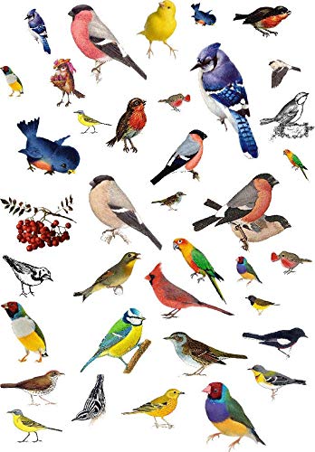 Beautiful Birds - 89282 - Ceramic Decal - Enamel Decal - Glass Decal - Waterslide Decal - 3 Different Size Sheet (Images) to Choose from. Choose Either Ceramic (Enamel) or Glass Fusing Decals