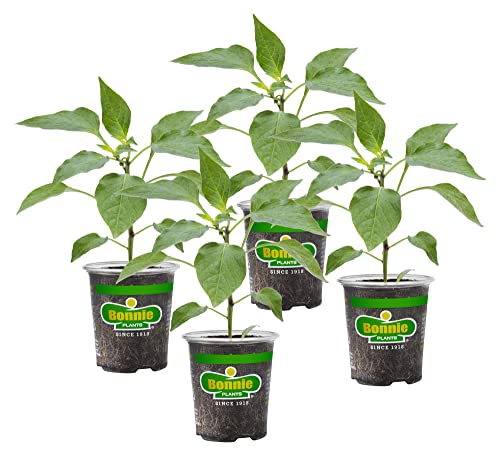 Bonnie Plants Serrano Pepper 19.3 oz. 4 Pack