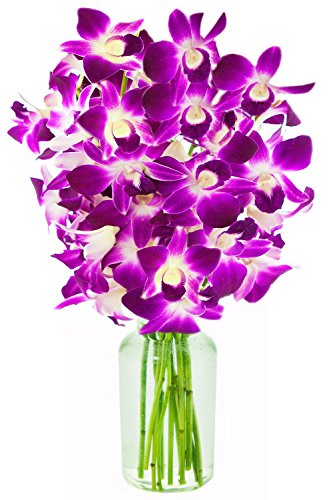 Premium Cut Purple Orchids (10 stems with Vase)