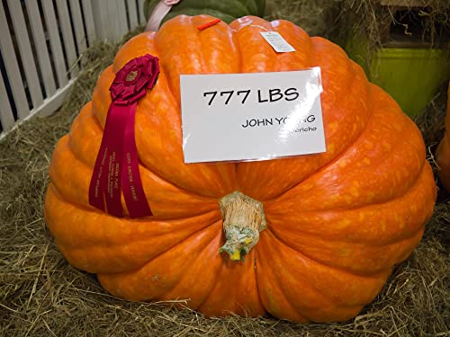 15 Colossal Pumpkin Seeds - Grow The Biggest Pumpkin on The Planet - Cinderella's Carriage Pumpkins