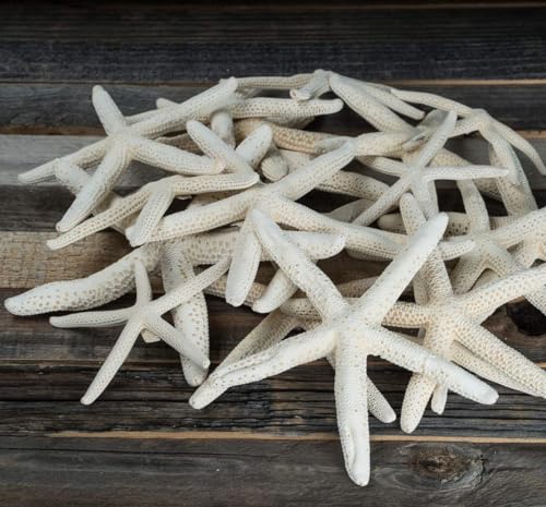 Finger Starfish - White Uniquely Shaped Assortment 2' to 5' - 15 Pieces - Craft Starfish - Imperfect Starfish for Craft and Decoration - Plus Free Nautical eBook by Joseph Rains