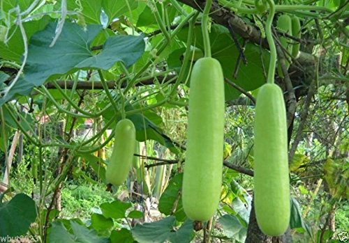 Bottle Gourd Seeds, NAM Tao Yao (Asian Vegetable) Grows 12' Long and 2.5 pounds.