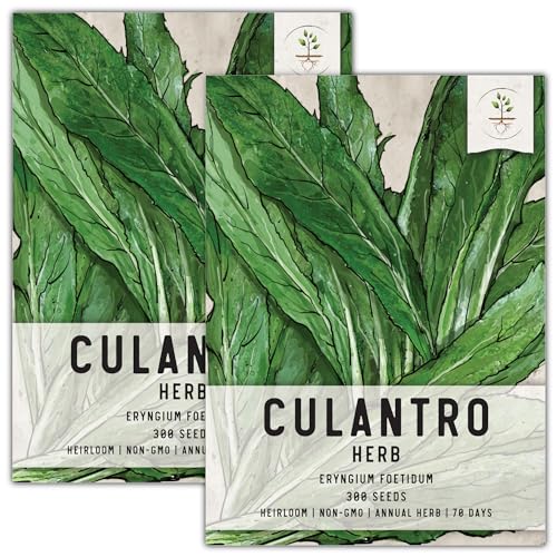 Seed Needs, Culantro Seeds - 300 Heirloom Seeds for Planting Eryngium foetidum - Non-GMO & Untreated Tropical Herb to Plant Indoors or Outdoors (2 Packs)