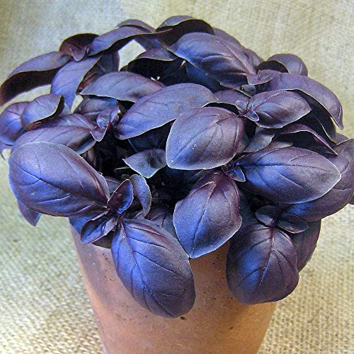Seeds Indoor Purple Basil in Pot Heirloom Herb for Planting Non GMO