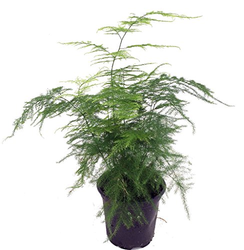 Fern Leaf Plumosus Asparagus Fern - 4' Pot- Easy to Grow Houseplant - Live Plant