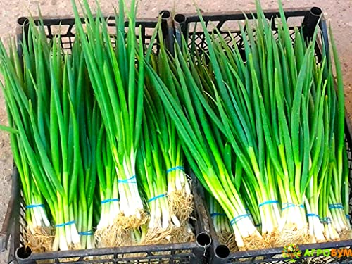 Bunching Green Onions Scallions About 250 Non-GMO Seeds for Planting