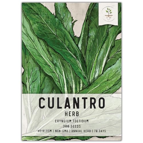 Seed Needs, Culantro Seeds - 300 Heirloom Seeds for Planting Eryngium foetidum - Non-GMO & Untreated Tropical Herb to Plant Indoors or Outdoors (1 Pack)