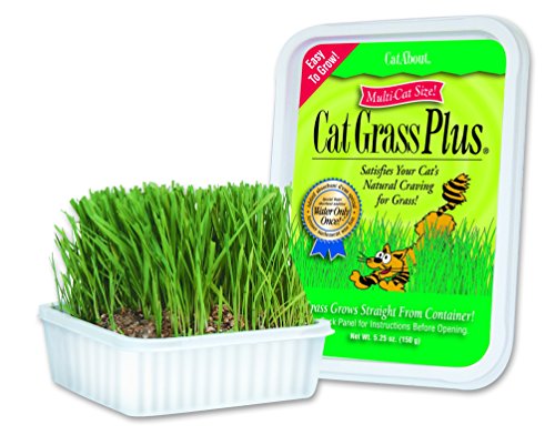 Miracle Care Cat-A'bout Cat Grass For Indoor Cats, 5.25 oz, Cat Grass Growing kit for all cats, Cat Grass Growing Kit Includes Potting Mix, Seeds, and Container