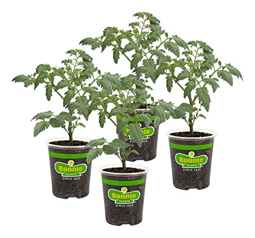 Bonnie Plants Husky Cherry Red Tomato Live Vegetable Plants - 4 Pack, Non-GMO, Bite Sized, Disease Resistant