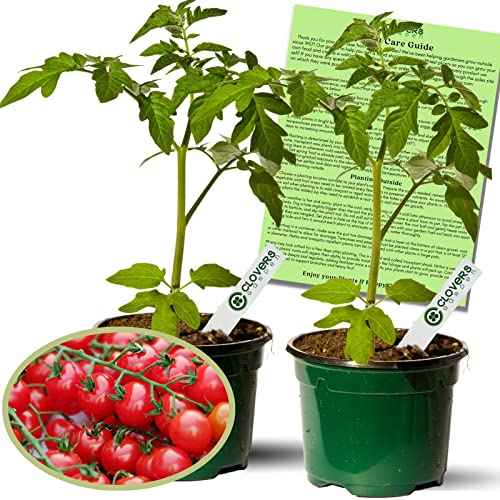 Clovers Garden Sweet 100 Tomato Plants – Two (2) Live Plants – Non-GMO- Not Seeds - Each 4' to 8' Tall - in 4' Inch Pots – Cherry, Indeterminate, Huge Yields