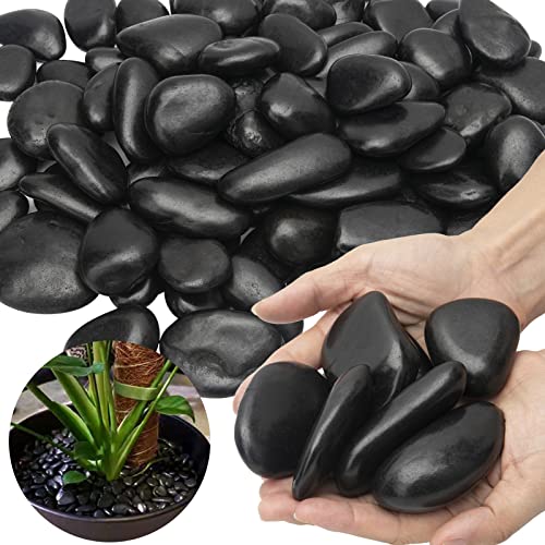 Black River Rocks Large for Landscaping Outdoor Polished Black Pebbles for Plants Garden Decorative Stones 15 Pound Black River Rock Stones, 1 to 2 Inch Black Rock (1-2 inch, 15 Pound)