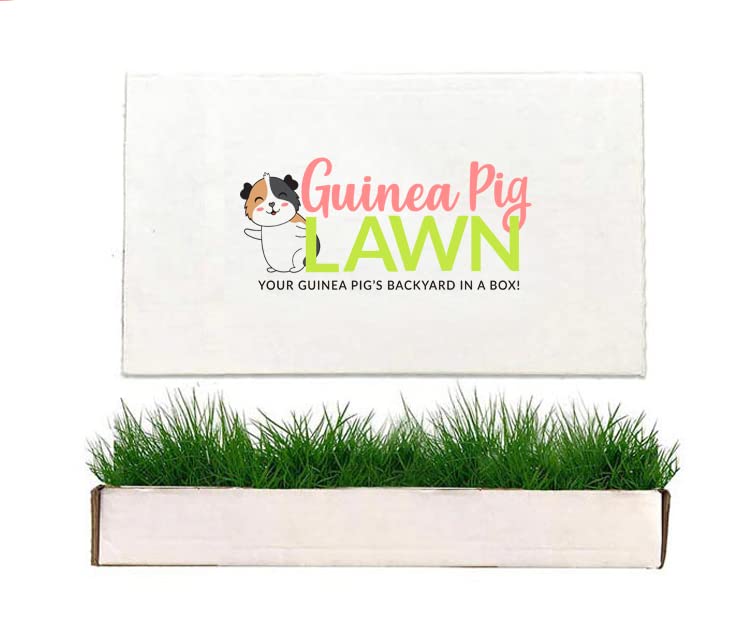 Guinea Pig Lawn Fresh Grass Lounging Mat - Perfect for Lounging Indoor/Outdoor - Multi-Use, Natural and Disposable (Grande 24x9)