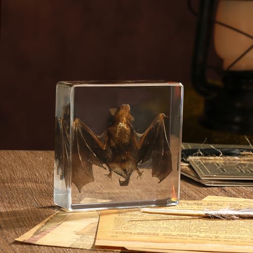 Taxidermy Bat, Real Bat Specimens Animal Specimen in Resin for Science Classroom Science Education, Great Gift for Fans of Taxidermy, Animal Skull, Oddities, Biology(3 x 3 x 1 inch)