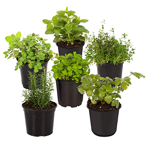Live Aromatic and Edible Herb Assortment (Rosemary, Eucalyptus, Lavender, Mint, Other Assorted Herbs), 6 Plants Per Pack