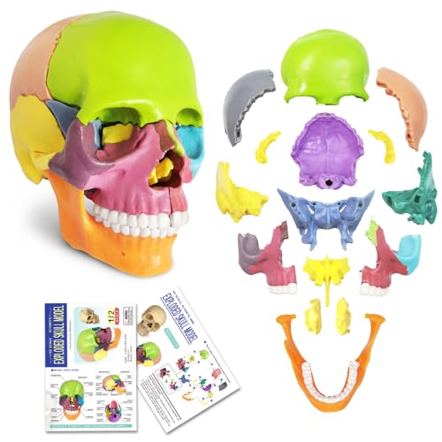 2024 New Anatomy Skull Model 15 Parts Human Anatomy Exploded Skull Detachable Palm-Sized Mini Human Color Medical Skull Model,Medical Dental Clinic Teaching Equipment,Learning with Color Study Manual