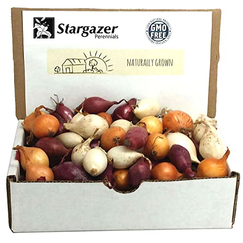 Mixed Red, White and Yellow Onion Sets 8 oz | Naturally Grown Non-GMO Bulbs - Easy to Grow Onion Assortment