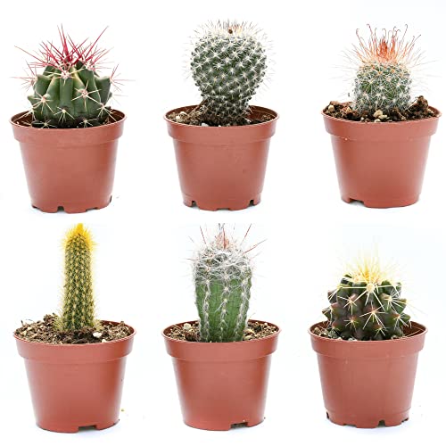 Cactus Plants Live – Small Assorted 2-Inch Cactus Plants – Fully Rooted Potted Cactus Plants – Live Cactus Plant Set (6)