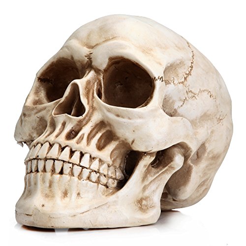 READAEER Life Size Human Skull Model 1:1 Replica Realistic Human Adult Skull Head Bone Model (White)