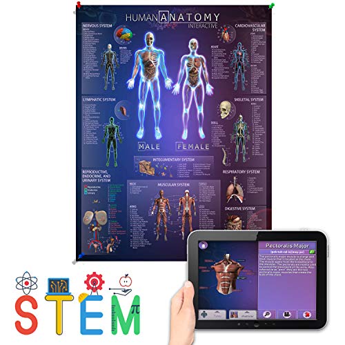 Interactive Laminated Human Anatomy Chart for Kids – Included Augmented Reality Education App – STEM Toy Learning for Boys and Girls Aged 5, 6, 7, 8, 9, 10, 11, 12 (Large)