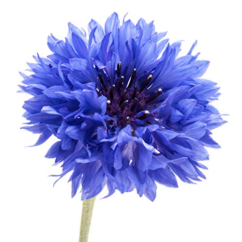 200 Dwarf Bachelor Button Seeds for Planting - Heirloom Non-GMO USA Grown Cornflower Seeds for Planting - Centaurea Cyanus Blue Flowers