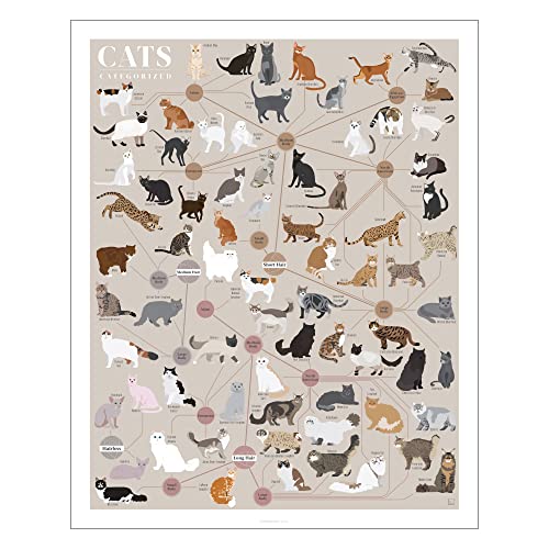 Pop Chart | Cats, Categorized | 16' x 20' Art Poster | Infographic of Every Cat Breed | Perfect Cat Lover Wall Decor for Living Room, Kitchen, and Bedroom | 100% Designed and Made in the USA