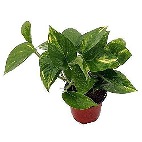 9GreenBox - Golden Devil's Ivy - Pothos - Epipremnum - 4' Pot - Very Easy to Grow Live Plant Ornament Decor for Home, Kitchen, Office, Table, Desk - Attracts Zen, Luck, Good Fortune - Non-GMO, Grown