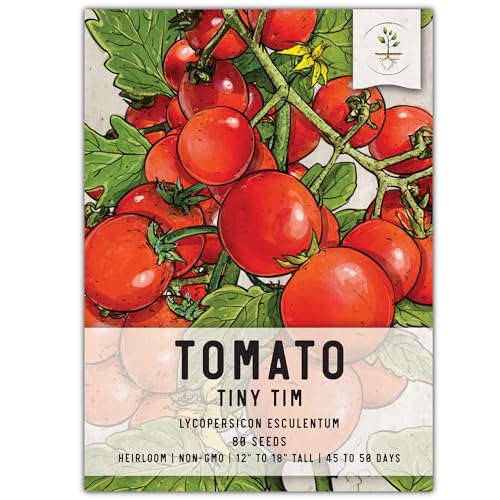 Seed Needs, Tiny Tim Tomato Seeds - 80 Heirloom Seeds for Planting Lycopersicon esculentum - Miniature Determinate Non-GMO & Untreated, Grows 1' Tall (1 Pack)