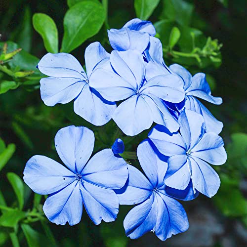 Blue Plumbago Seeds Flowering Shrub Vibrant Blue Flowers Attract Pollinators Drought Tolerant Low Maintenance Ornamental Plant in Gardens and Landscapes 10Pcs Flower Seeds by YEGAOL Garden