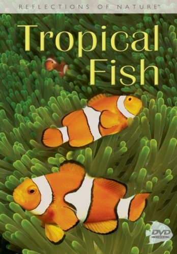 Tropical Fish