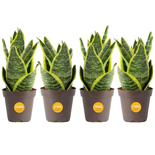 Costa Farms Snake Plant (4-Pack), Live Indoor and Outdoor Sansevieria Plants, Easy Care Live Succulent Houseplants Potted in Nursery Pots, Potting Soil, Porch, Office and Home Decor, 8-Inches Tall