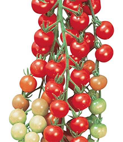 Burpee 'Super Sweet 100' Hybrid , Cherry Tomato , 50 Non-GMO Seeds