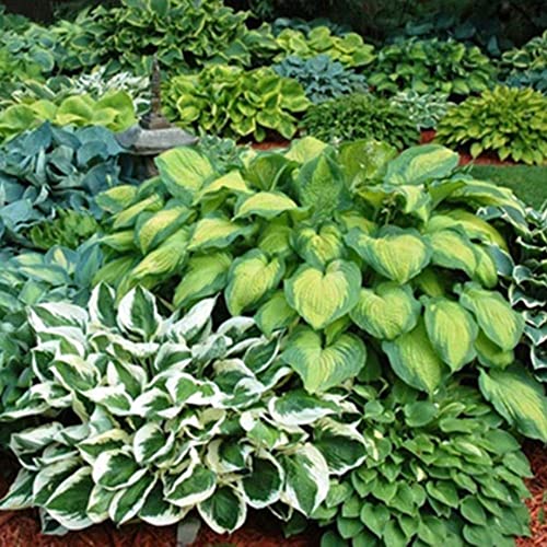 6 Pack of Mixed Heart-Shaped Hosta Bare Roots Plants - Rich Green Foliage, Low Maintenance for Your Home and Garden, Shipped Fresh & Daily from Our Coolers. 1000's Sold