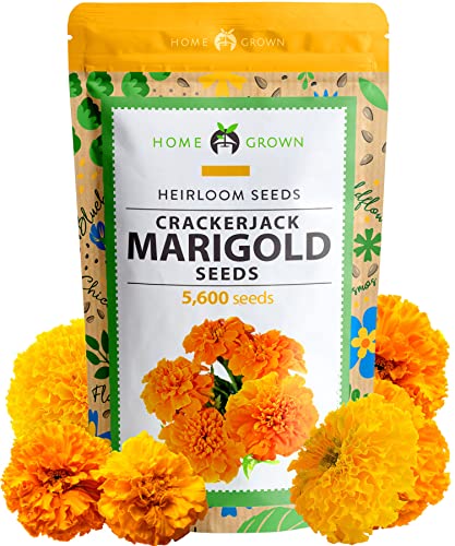HOME GROWN Marigold Seeds Bulk Mix - 5600+ Crackerjack Marigold Flower Seeds for Planting Outdoors - Flowers Seed for Companion Planting - Wildflower African Marigold Seeds (Tagetes erecta)
