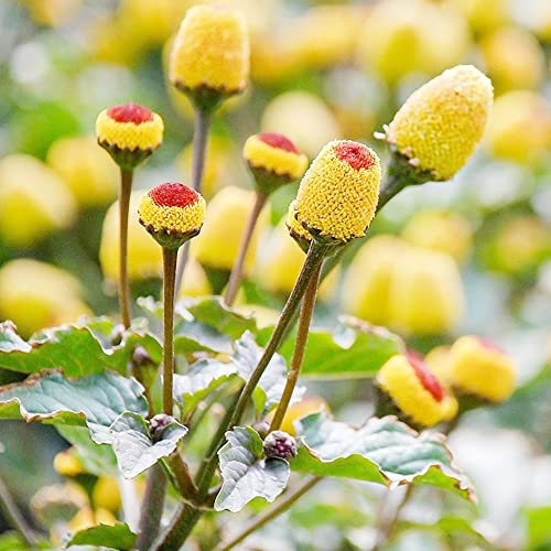 Acmella Oleracea Seeds Toothache Plant, Spilanthes Flowering Annual Plant Easy to Grow Rabbit Resistant Beds Borders Outdoor 100Pcs Flower Seeds by YEGAOL Garden