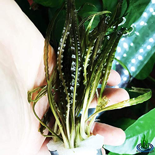 Cryptocoryne Retrospiralis 3-Bunch Freshwater Live Aquarium Plants Decoration