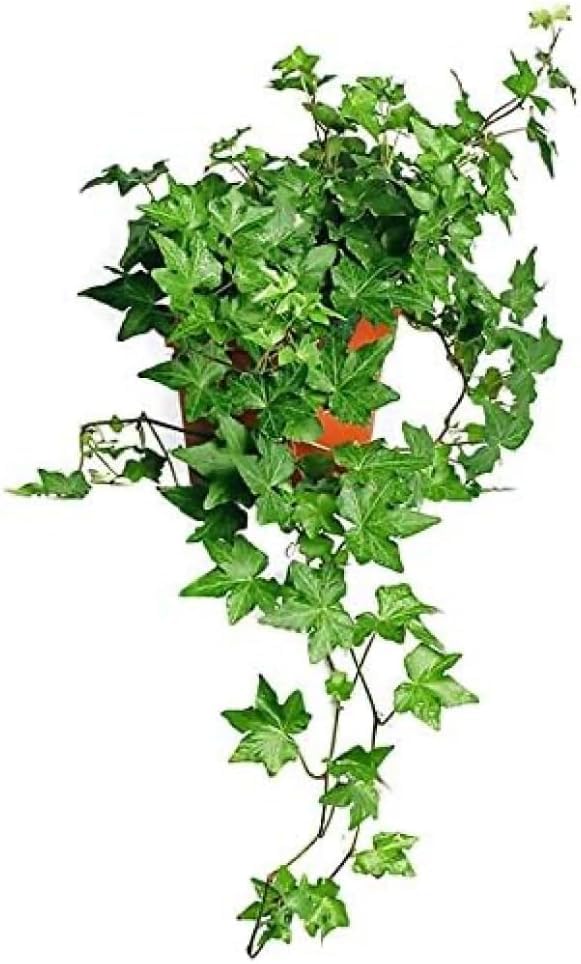 English Ivy by Uplant