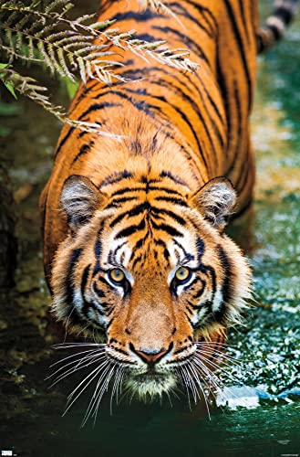 Trends International Tiger - Water Wall Poster, 22.375' x 34', Unframed Version