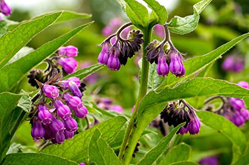 True Comfrey 30 Seeds (Symphytum officinale) Non GMO, Heirloom - Made in USA