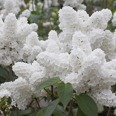 Kviter 25 White Japanese Lilac Seeds (Extremely Fragrant)/