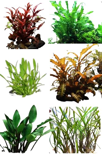 Ultimate Cryptocoryne Collection - 6-Pack Aquarium Plants - Wendtii Red, Green, Bronze, Parva, Spiralis, and Lutea - Diverse & Easy Care