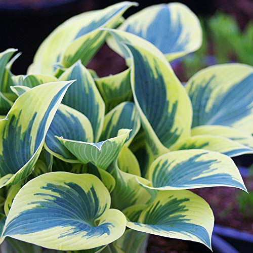 First Frost Hosta - Perennial Shade Garden Flower Bulb Root, Blueish Green and White Leaves